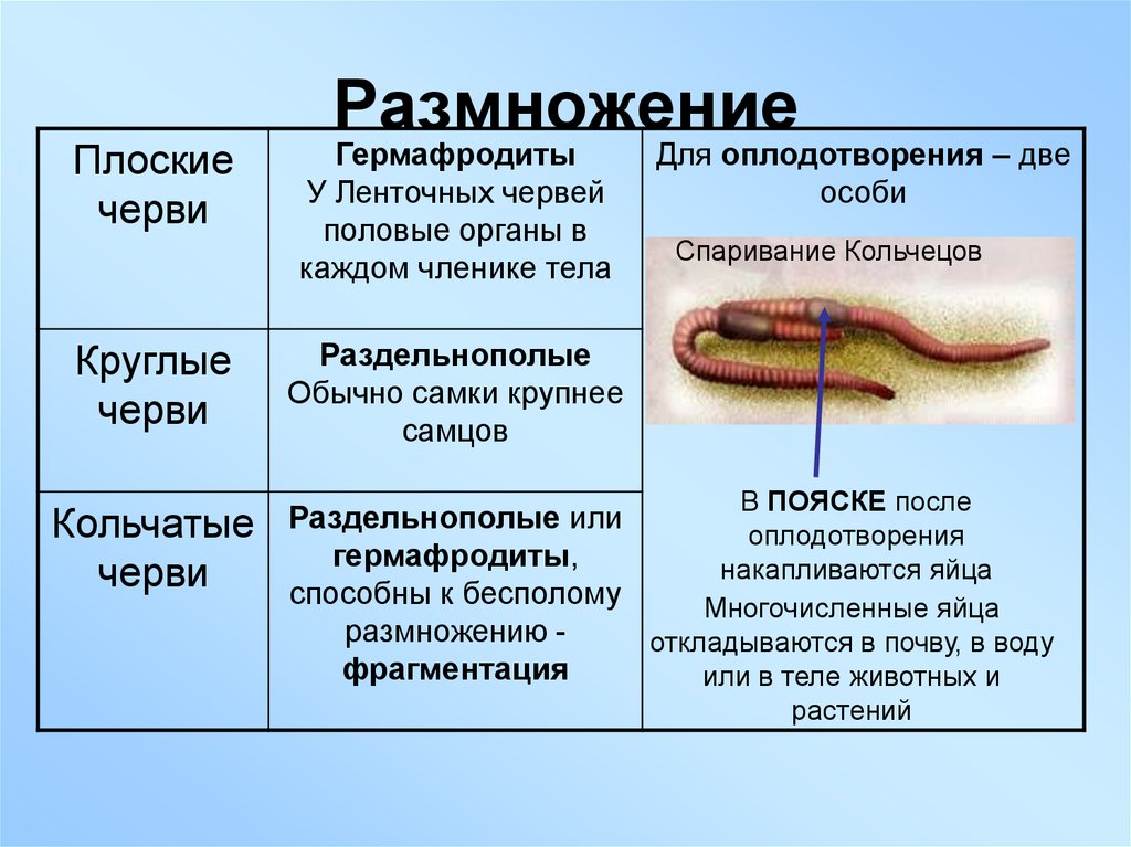 Тип кольчатые черви - bio-lessons