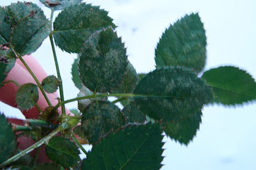 Паутинный клещ на розе — как спасти растение?