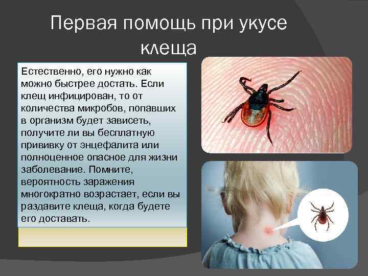 Что делать, если обнаружен укус паука? памятка санэпиднадзора: что делать при укусе каракурта