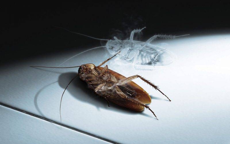 Много тараканов в квартире убивать