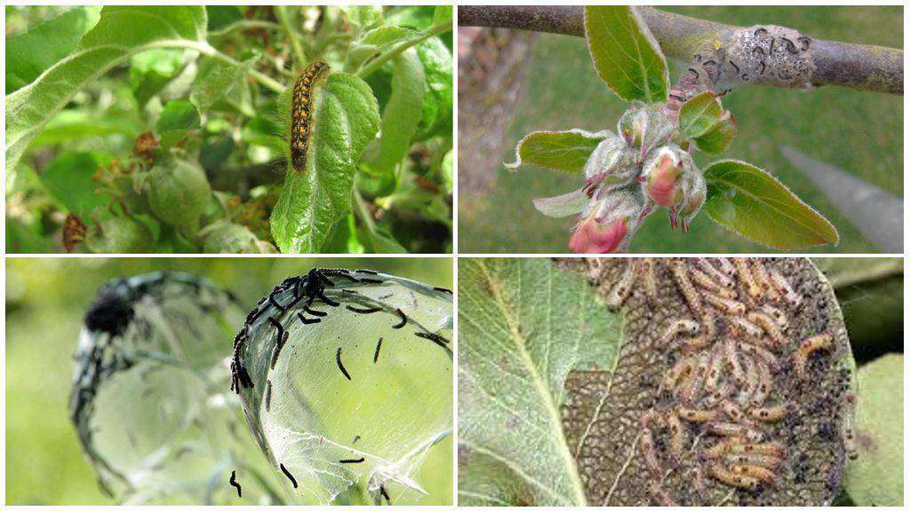 Яблоня: болезни и вредители – гусеницы, тля, пятна на листьях, фото