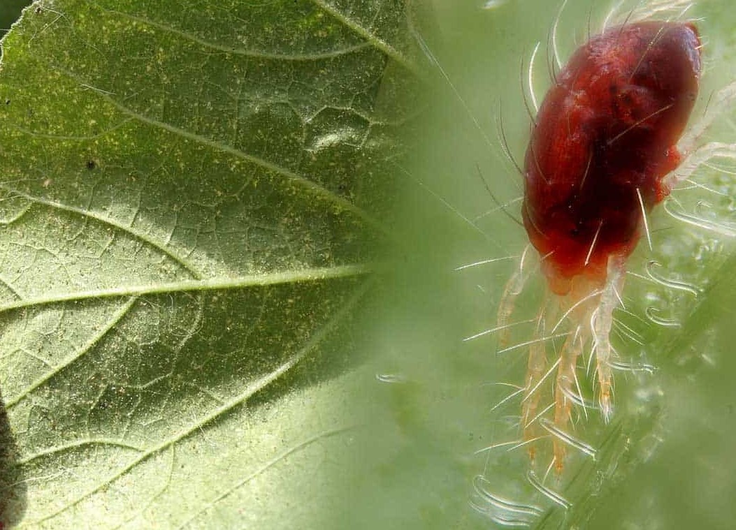 Паутинный клещ на помидорах в теплице, как бороться, чем опрыскивать