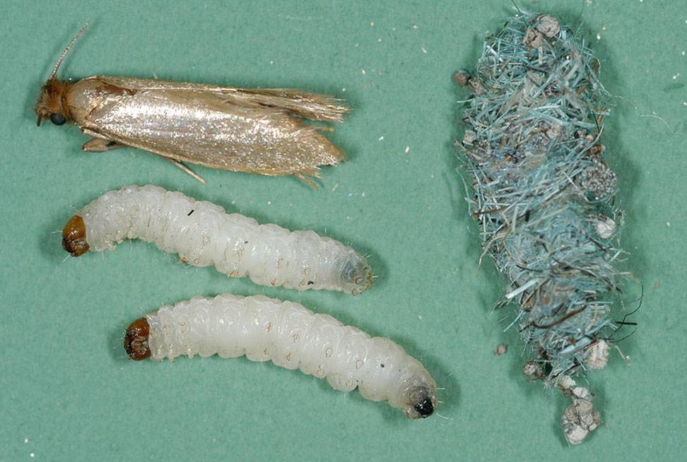 Как выглядят личинки моли, как устранить яйцекладку и вывести прожорливых паразитов из жилища