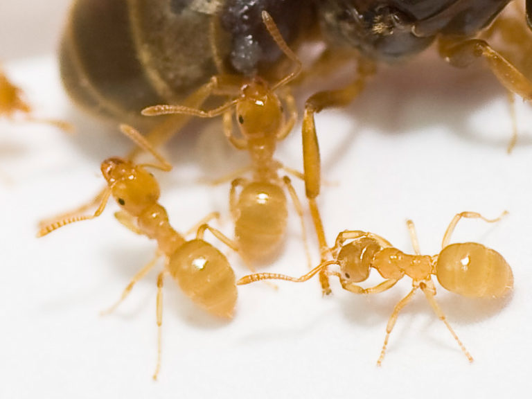 Разновидности муравьев