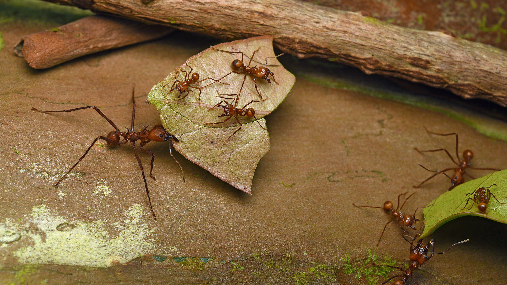 Муравьи-листорезы: полезные соседи или враги посадок? муравьи-листорезы — как они используют листья?