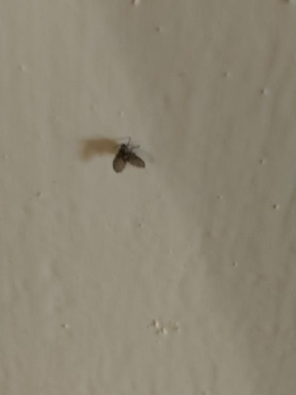 Появились мухи в квартире