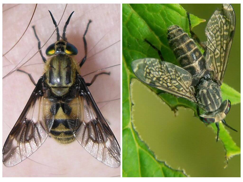 Слепень и овод: отличия между похожими насекомыми