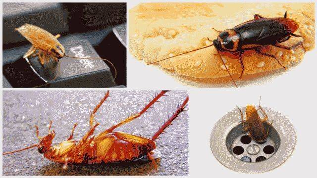 Как избавиться от тараканов в доме самый эффективный способ