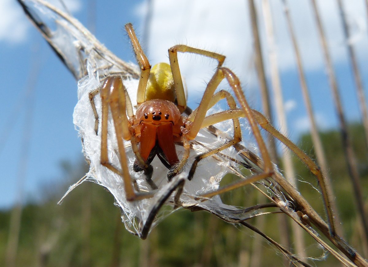 Желтый паук Сак Cheiracanthium