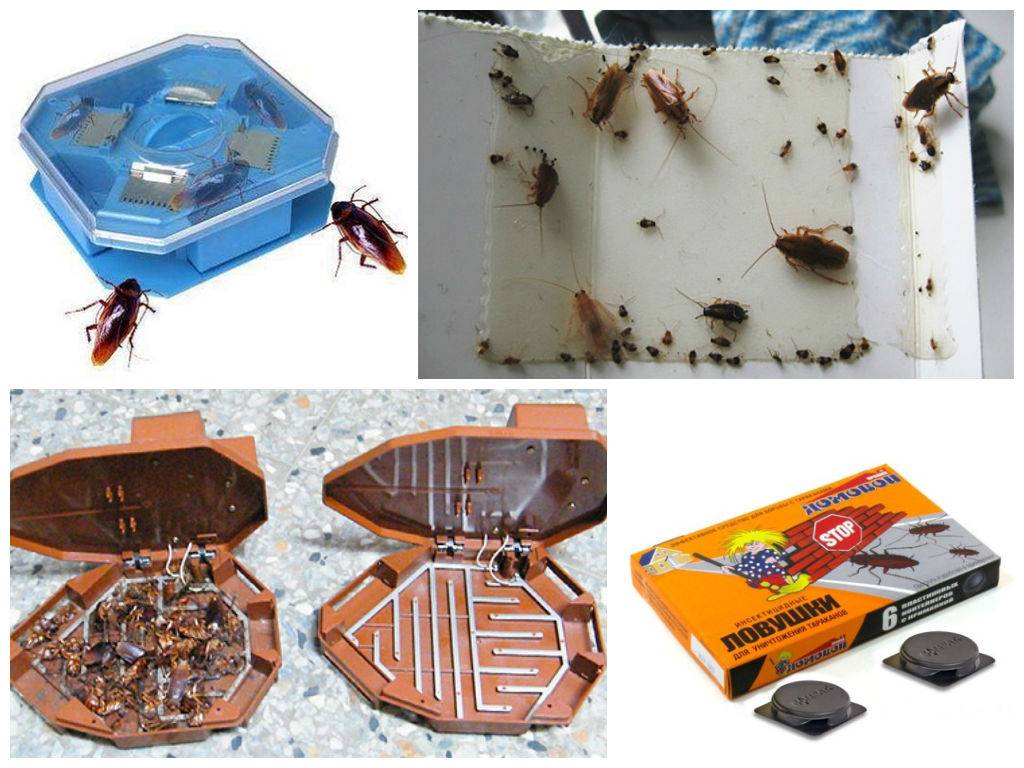 Как избавиться от тараканов в общежитии