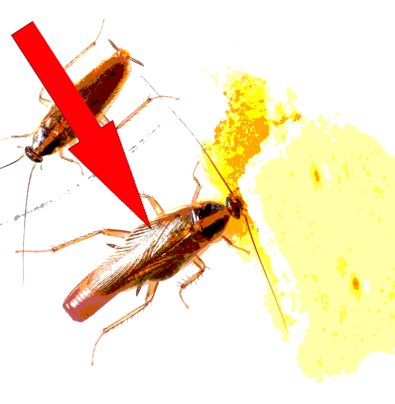 Как избавиться от тараканов быстро, просто, навсегда - лайфхакер