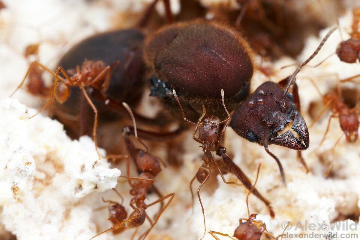 Фараоновы муравьи – фото и описание