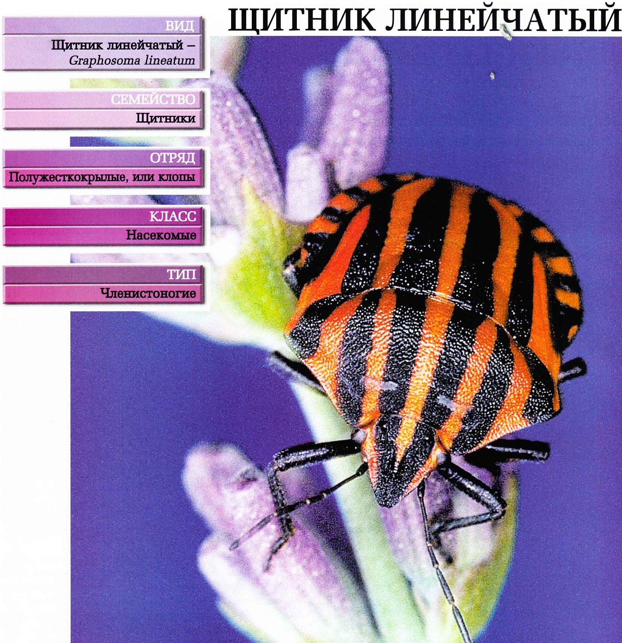 Клоп-щитник: описание насекомого и способы борьбы с вредителем
