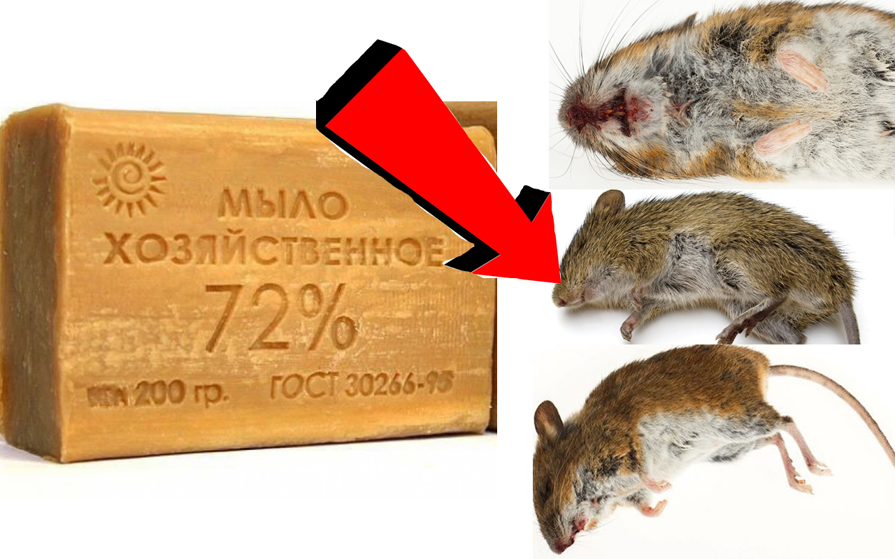 Как избавиться от мышей на даче - лучшие методы | artem-sad.ru