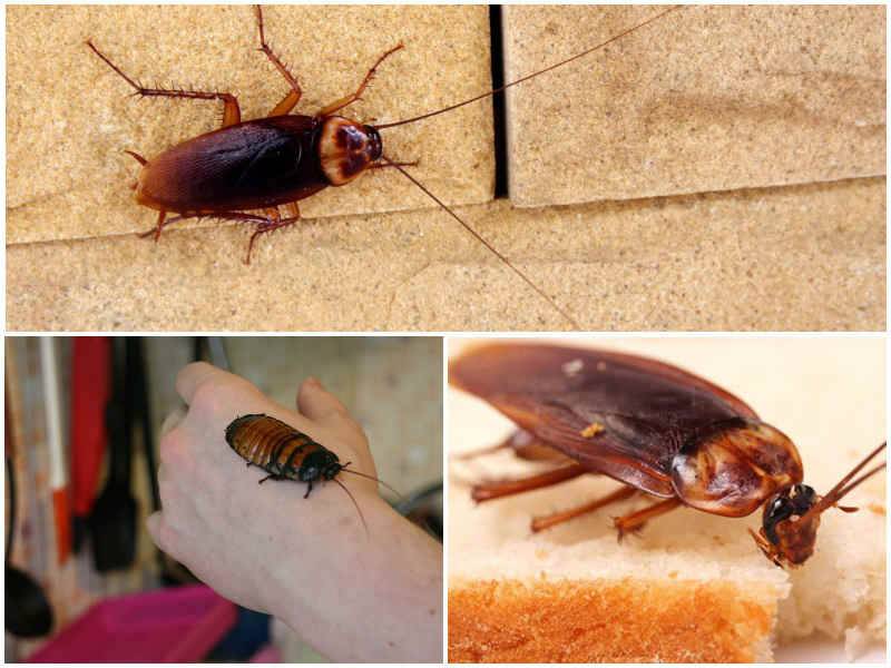 Виды тараканов, как они выглядит, сколько и где живут?