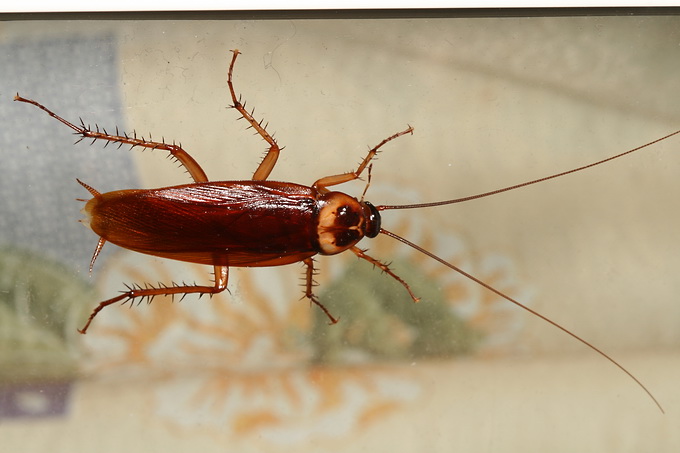 Летучие американские тараканы: внешний вид, вред для человека
