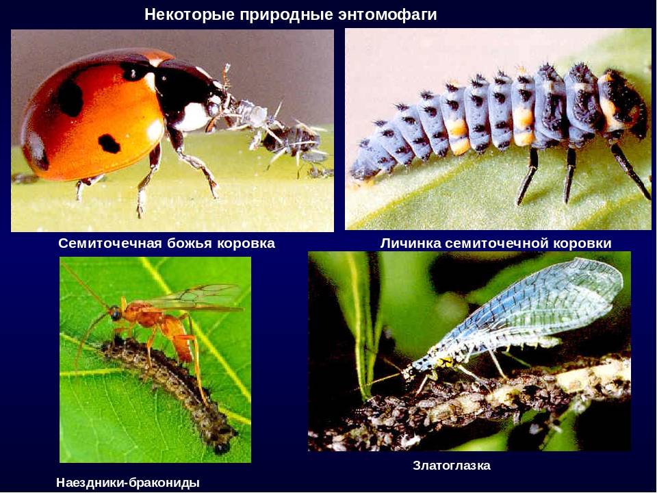 Жук навозник насекомое. описание, особенности, виды, образ жизни и среда обитания навозника | живность.ру
