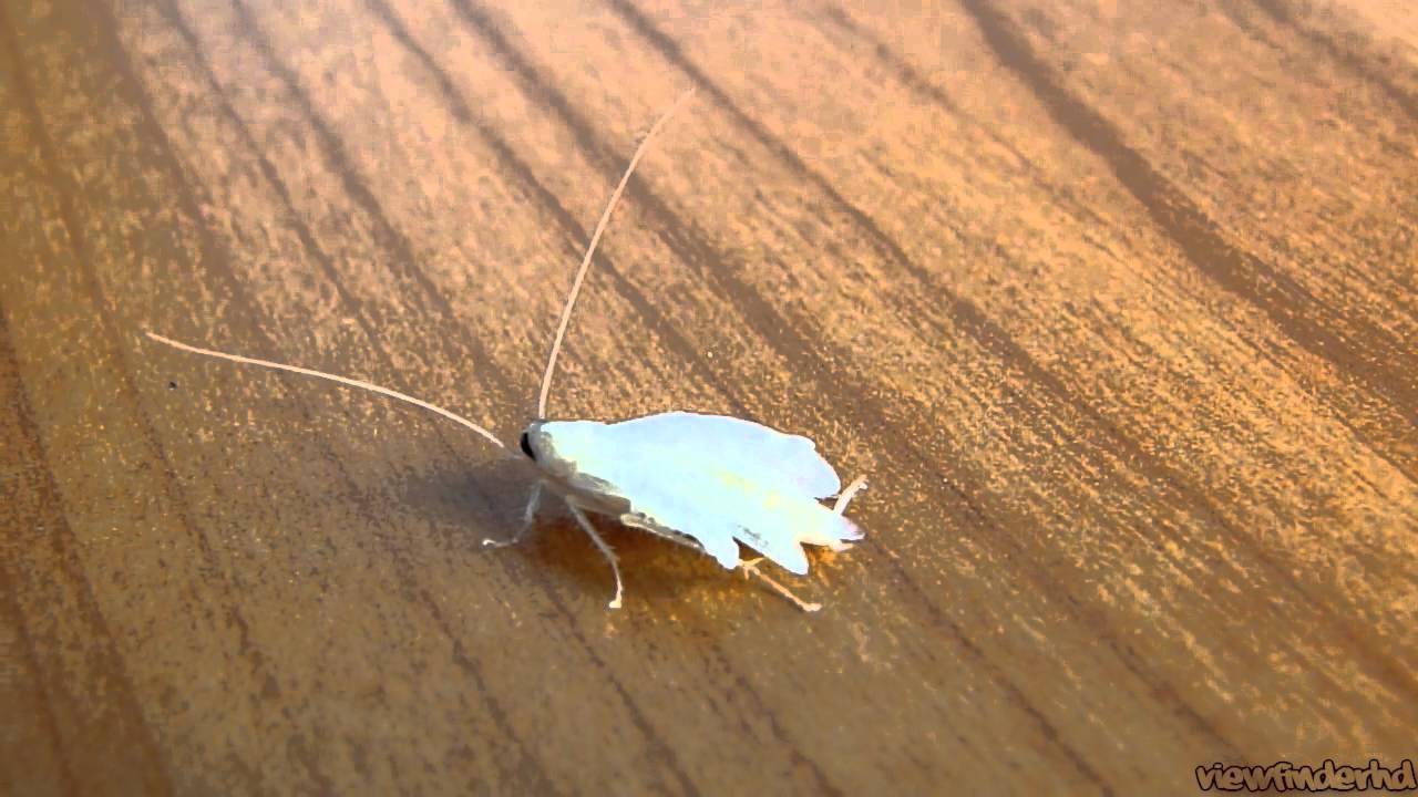 Белые тараканы в квартире почему появляются — методы борьбы