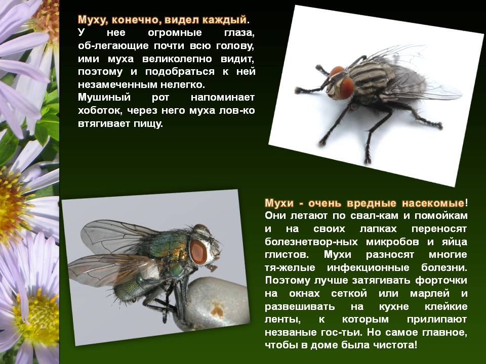 Виды мух, сколько они живут, как выглядят, чем питаются, где обитают и как с ними бороться