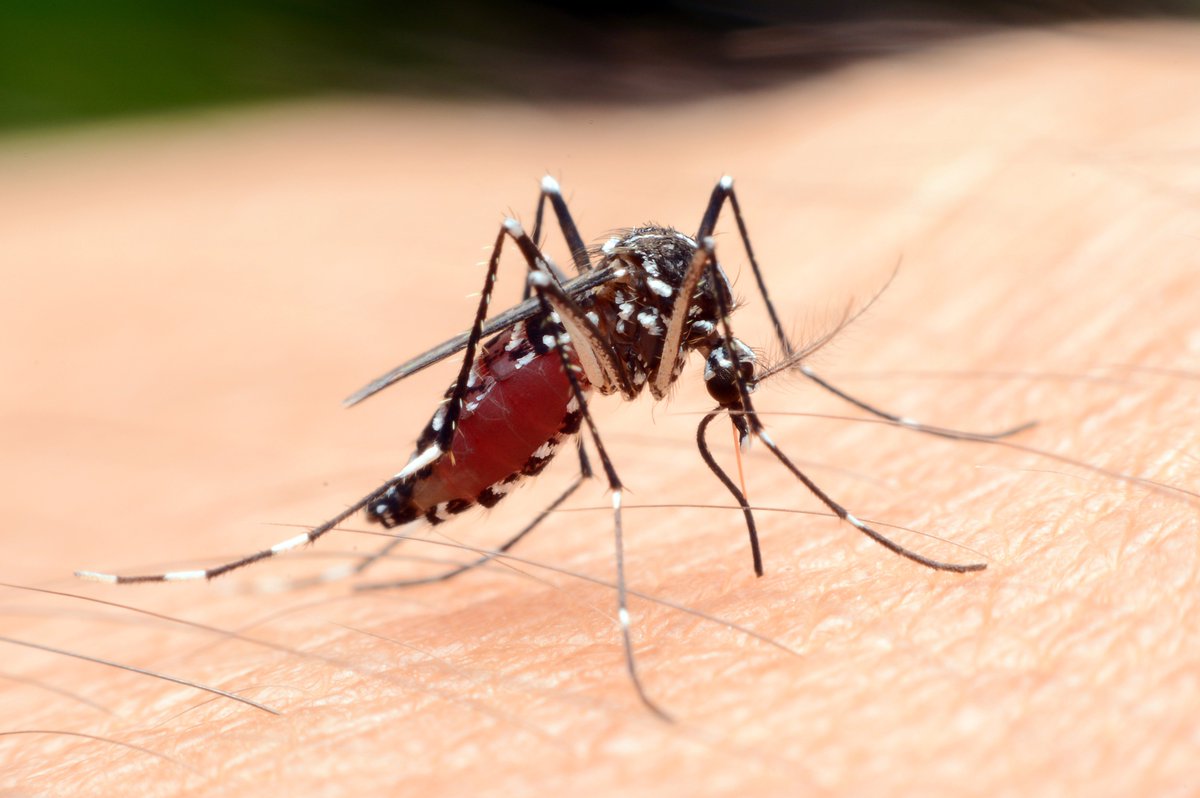 Чем опасен малярийный комар и что будет после его укуса