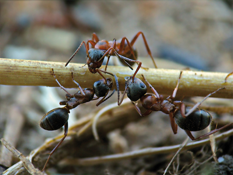 Кто питается муравьями