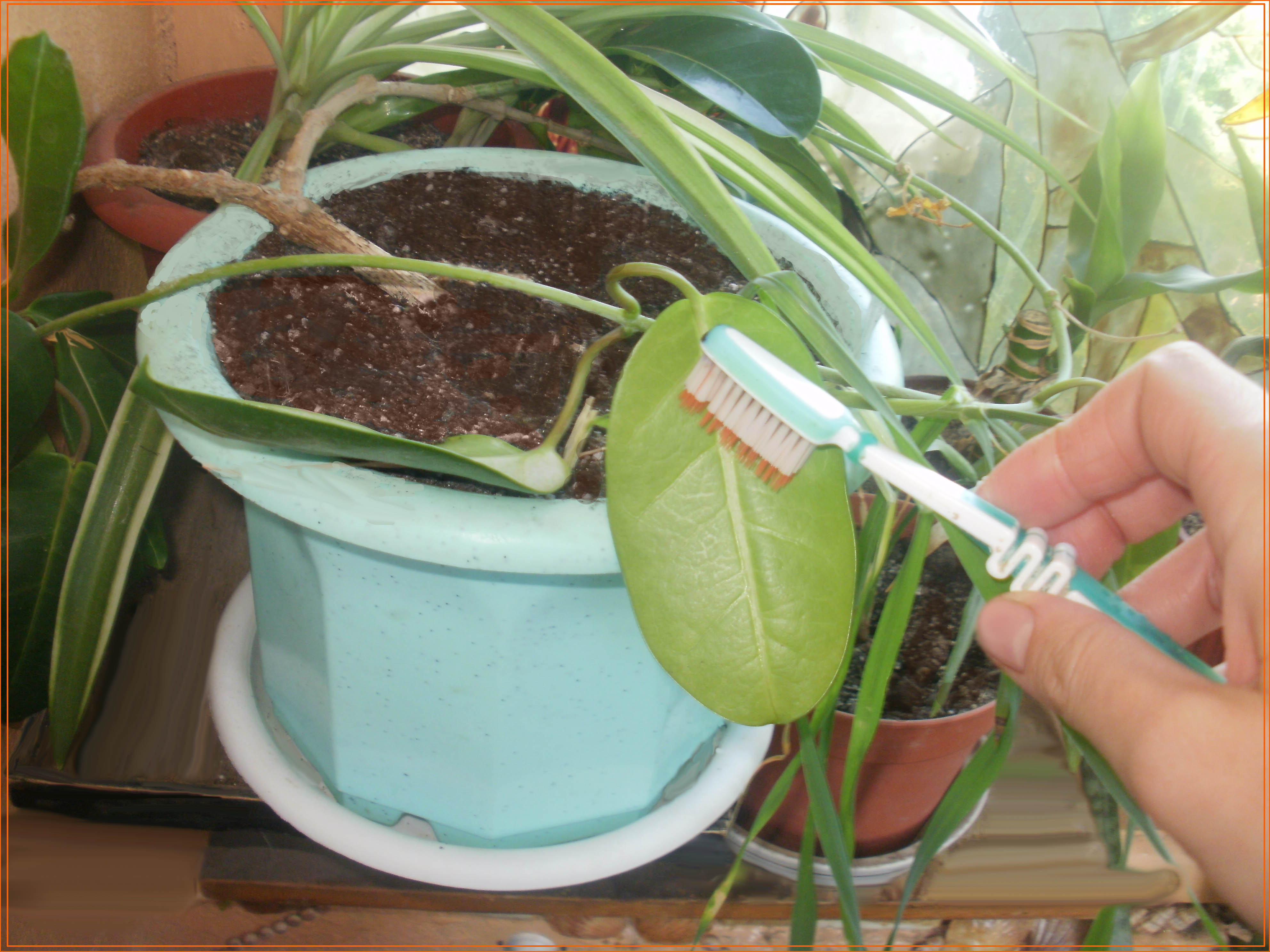 Эффективные способы борьбы со щитовкой на комнатных растениях и меры профилактики в домашних условиях