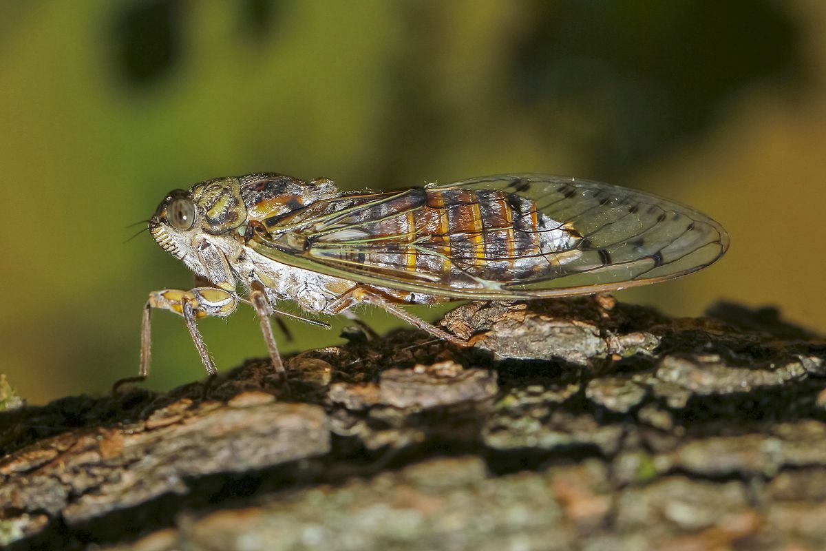 Цикада насекомое. образ жизни и среда обитания цикады | животный мир
