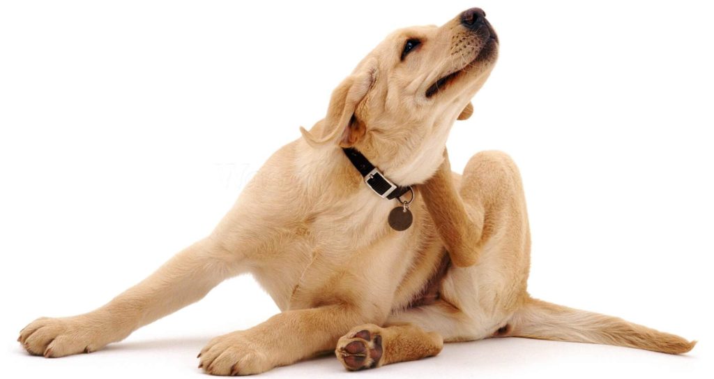 Почему собака чешется, если нет блох: список возможных причин | ваши питомцы