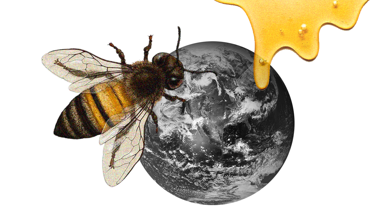 Пчелы гибнут, и люди могут остаться без лекарств. чем еще это грозит? | правмир