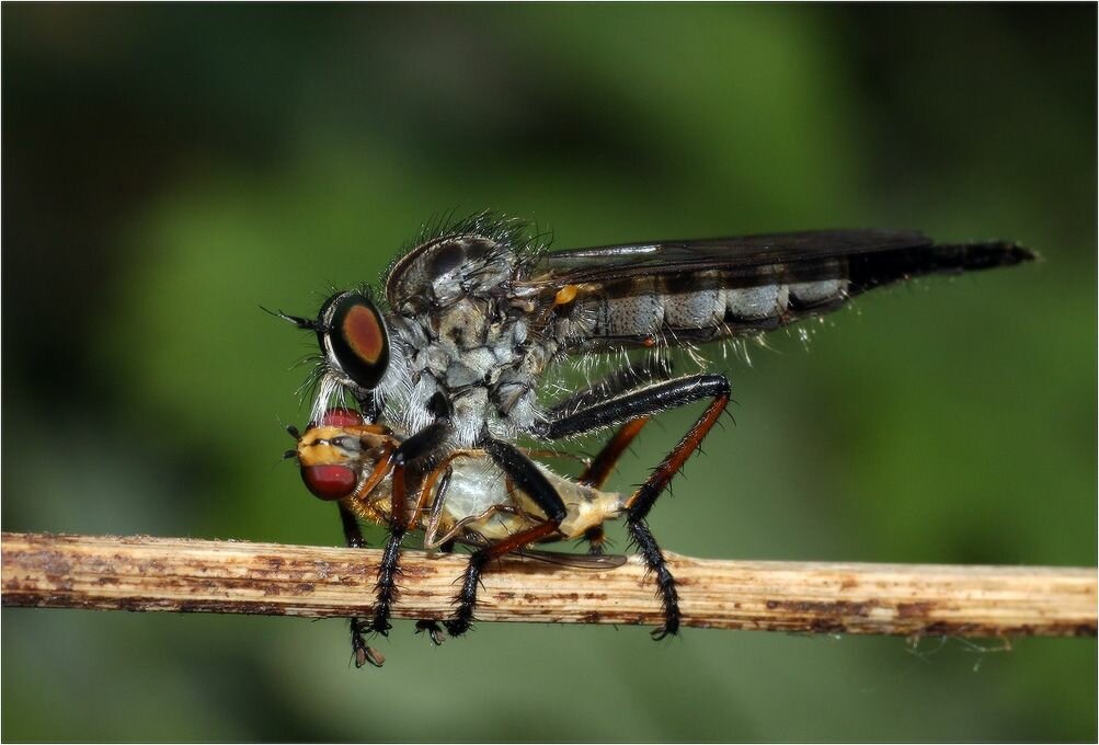 Безжалостный истребитель насекомых – ядовитая муха ктырь