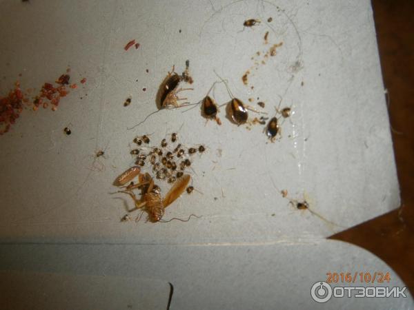 Как избавиться от тараканов в общежитии
