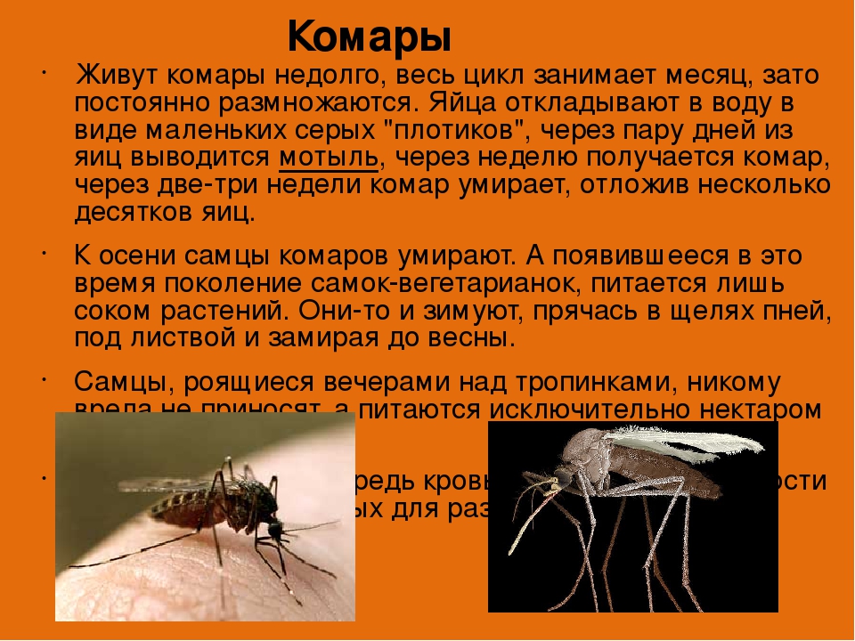 Сколько могут жить комары, как размножаются и чем питаются?