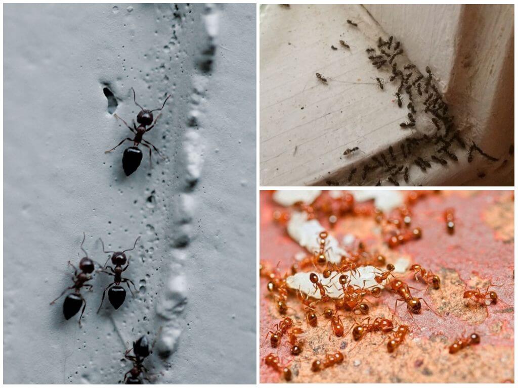 Рыжие (красные) лесные муравьи в доме и на участке