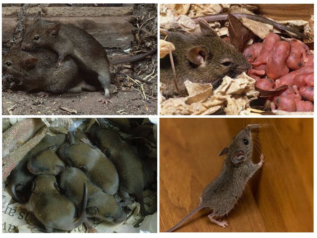 Как размножаются мыши