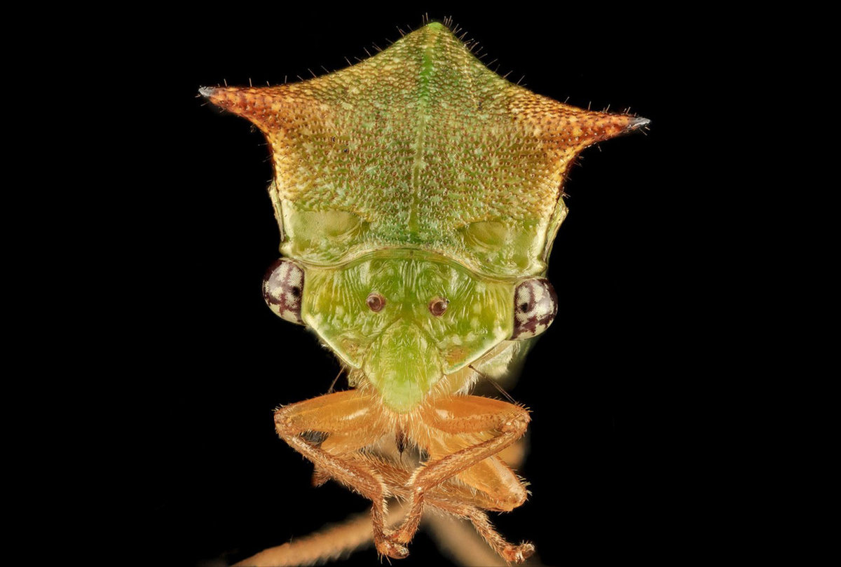 Необычные насекомые: micronecta scholtzi, лилипуты среди ос, бодушка бизонья, гигантский уэта, суринамская фонарница