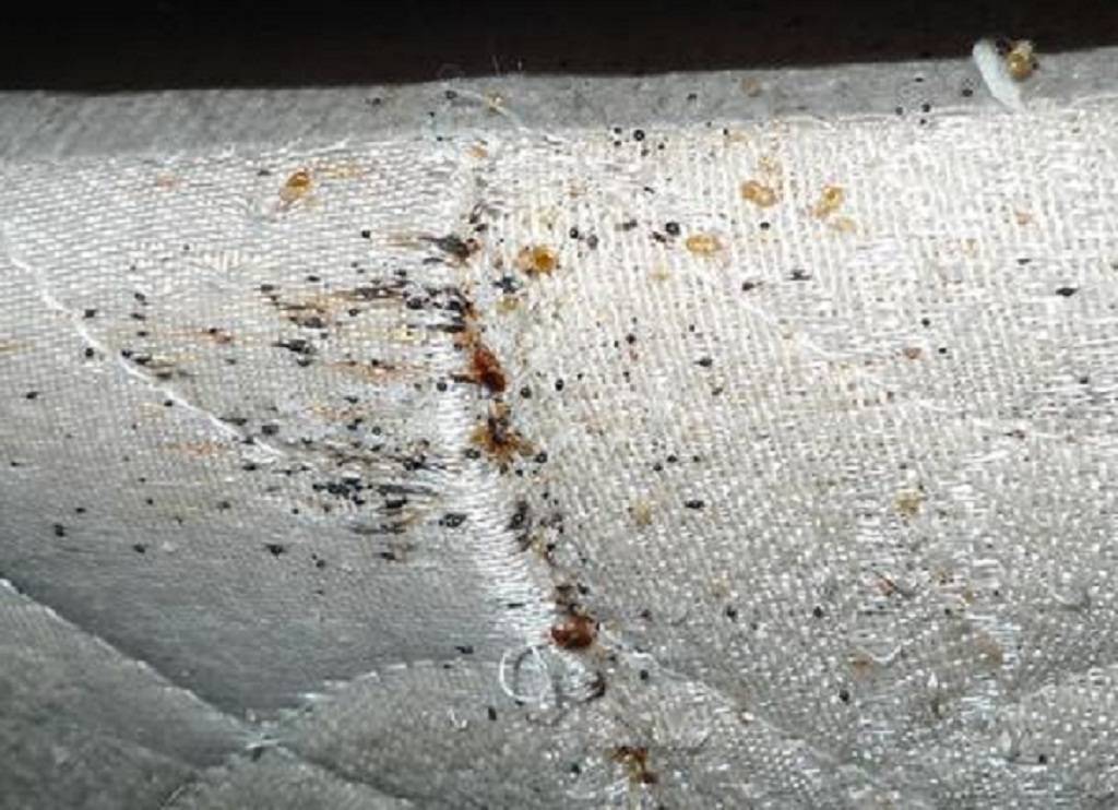 Кроватные клопы: как от них избавиться в матрасе / как избавится от насекомых в квартире