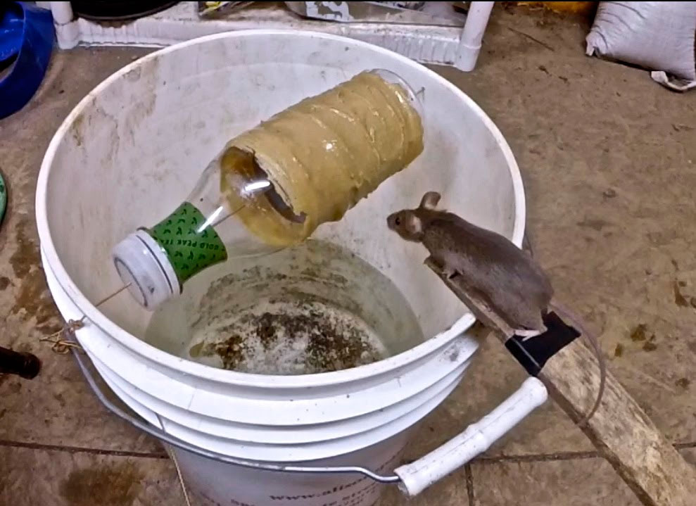 Как поймать мышь в доме и квартире без мышеловки: ловушка из пластиковой бутылки, ведра и клея