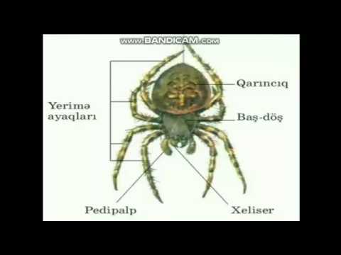 Сколько ног у паука, какие лапы для чего нужны, от чего зависит кол-во?