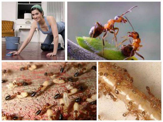 Чего боятся муравьи больше всего и почему