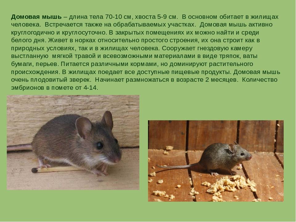 Домовые мыши: неизменные соседи и спутники людей