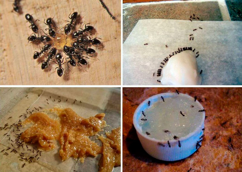 Как быстро вывести муравьев из дома: народные и химические средства