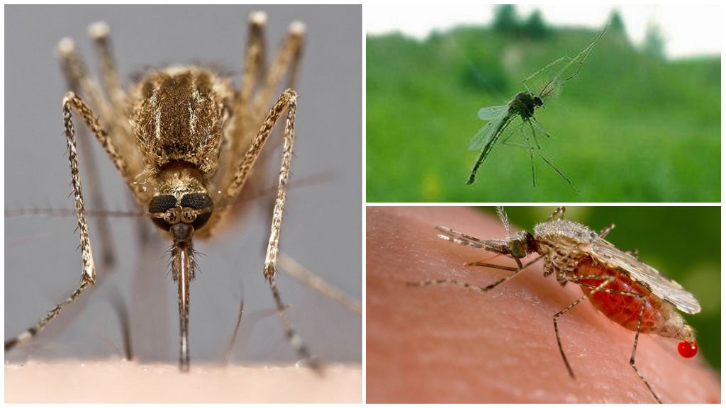 Откуда берутся комары: как появляются (видео), места обитания