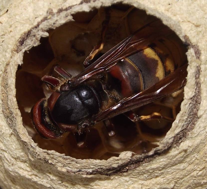 Как выглядит пчелиная матка. все об осах: как выглядит матка и как насекомые размножаются, для чего они нужны в природе и сколько живут?