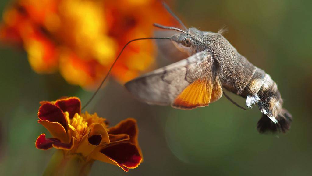 Бражник бабочка насекомое. образ жизни и среда обитания бражника | живность.ру