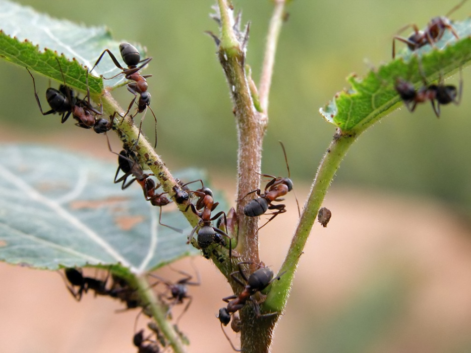 Методы борьбы с муравьями в саду и огороде