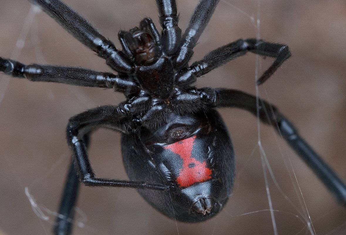 10 самых опасных пауков в мире