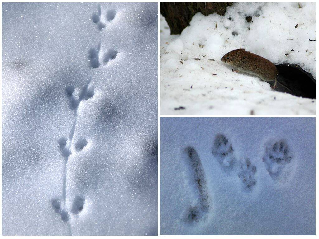 Следы зайца на снегу картинки для детей