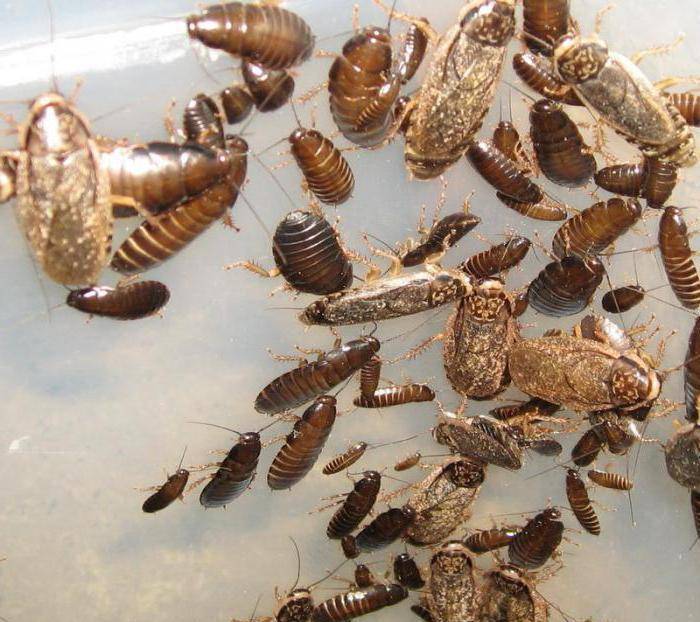 Мраморный таракан - фото, разведение и кормление