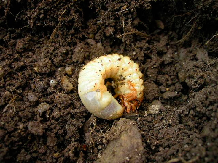 Как избавиться от личинок майского жука в огороде и саду?