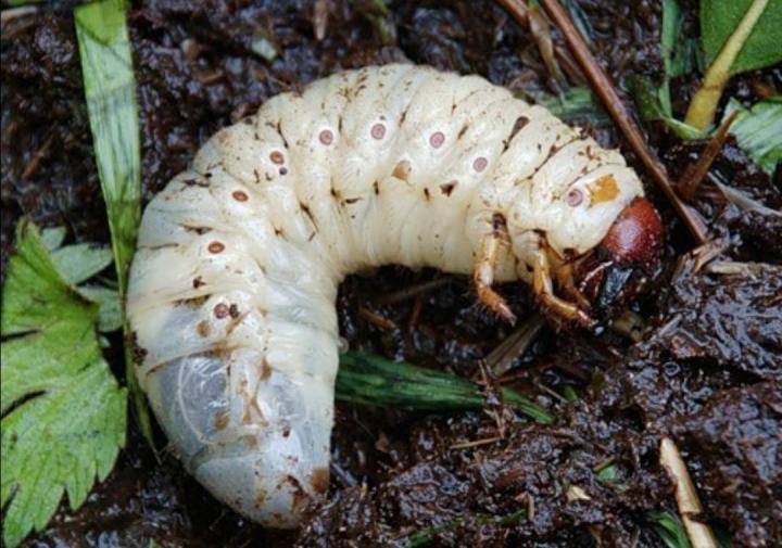 Борьба с личинками майского жука на клубнике: как избавиться от вредителя